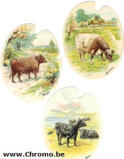 types of cattle - 3  different editions :verso black, blue and brown