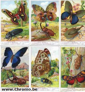 Tropische Schmetterlinge und Käfer-printers proof watercolor