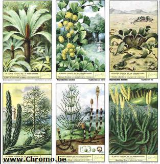 LABEL : Pflanzen vorgeschichtlichlichen Ursprungs