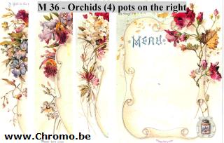 Orchids (many = 8 variants)